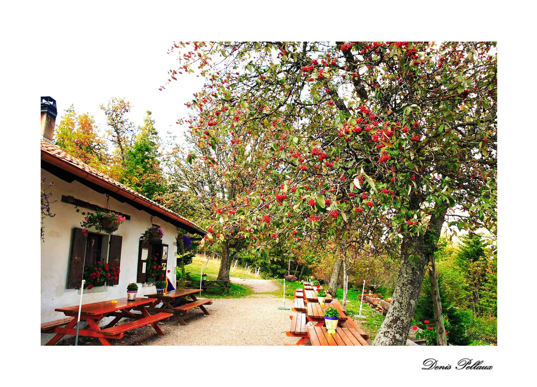 Alisier blanc devant la Fruitire de Bevaix