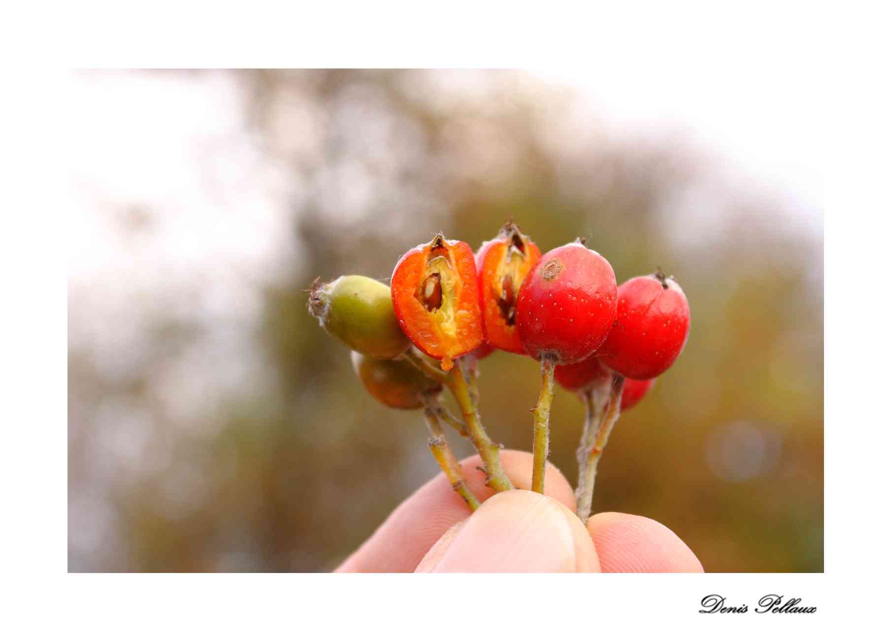 Fruit de l'alisier blanc devant la Fruitire de Bevaix