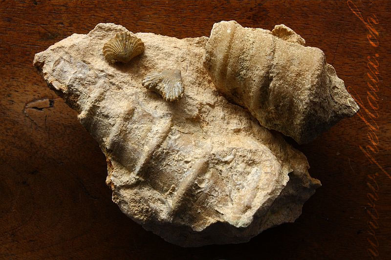 Fossile Cossmannea tuberculata