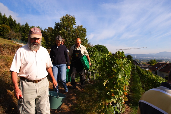 Vendange du millénaire