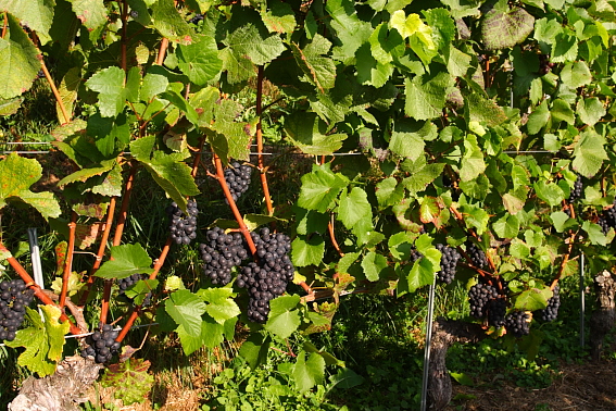 Vendange du millénaire