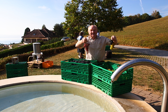 Vendange du millénaire