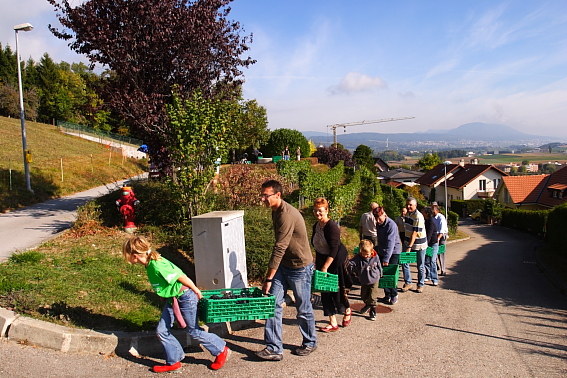 Vendange du millénaire