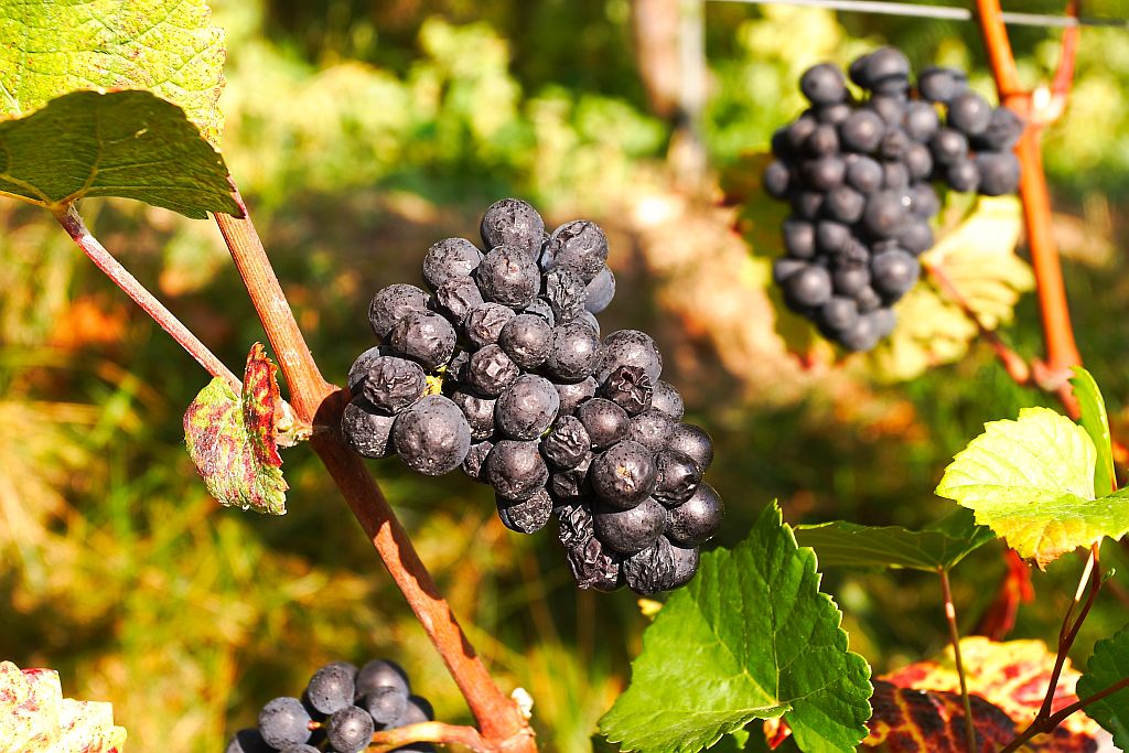 Vendange du millénaire