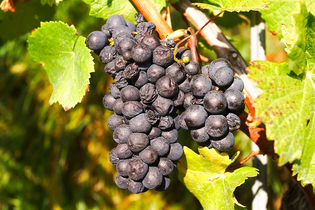 Vendange du millénaire