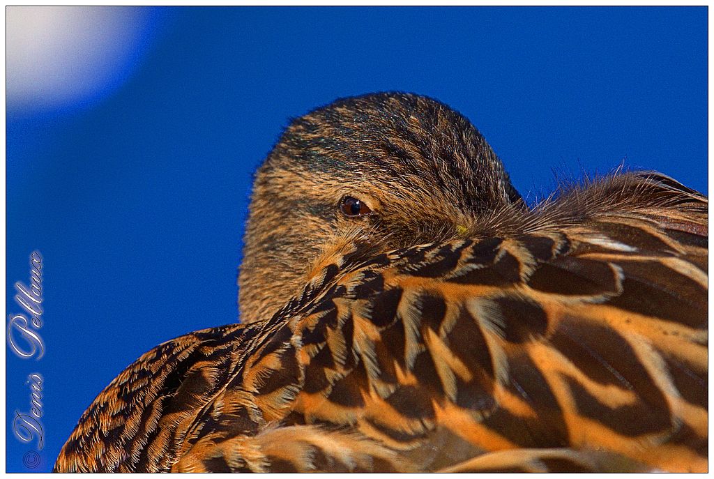 Canard au port de Bevaix