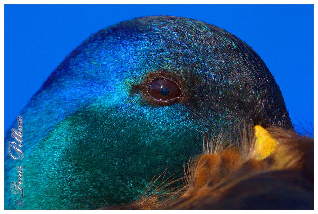 Canard au port de Bevaix