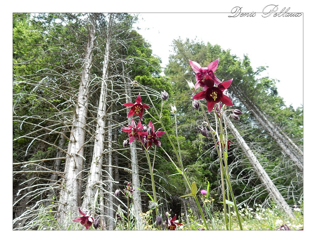 Dent de Morcles - Ancolie en chemin