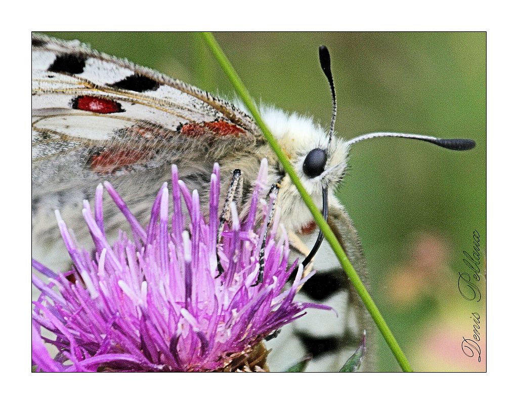 Apollon, papillon du Jura