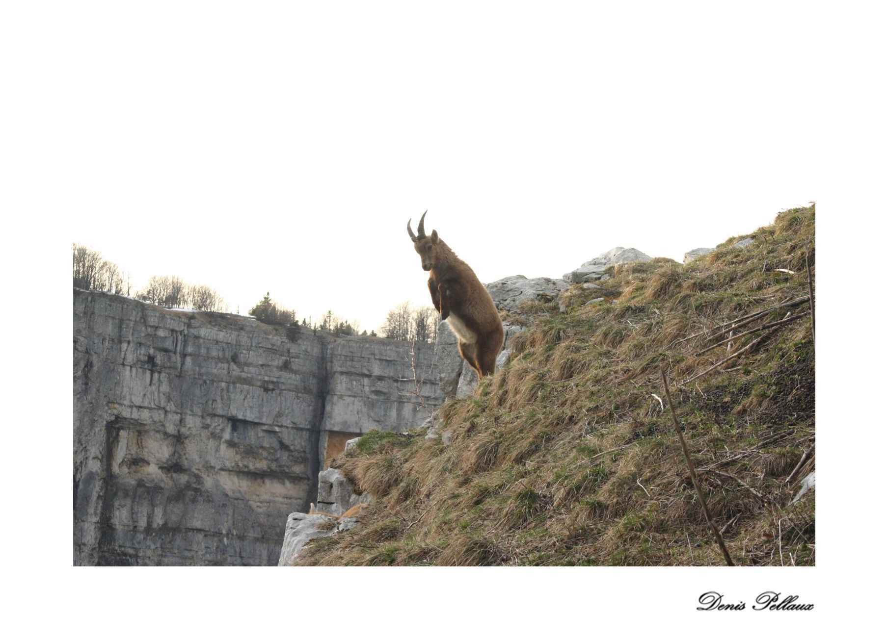 Bouquetin qui s'entrane au combat - Creux-du-Van