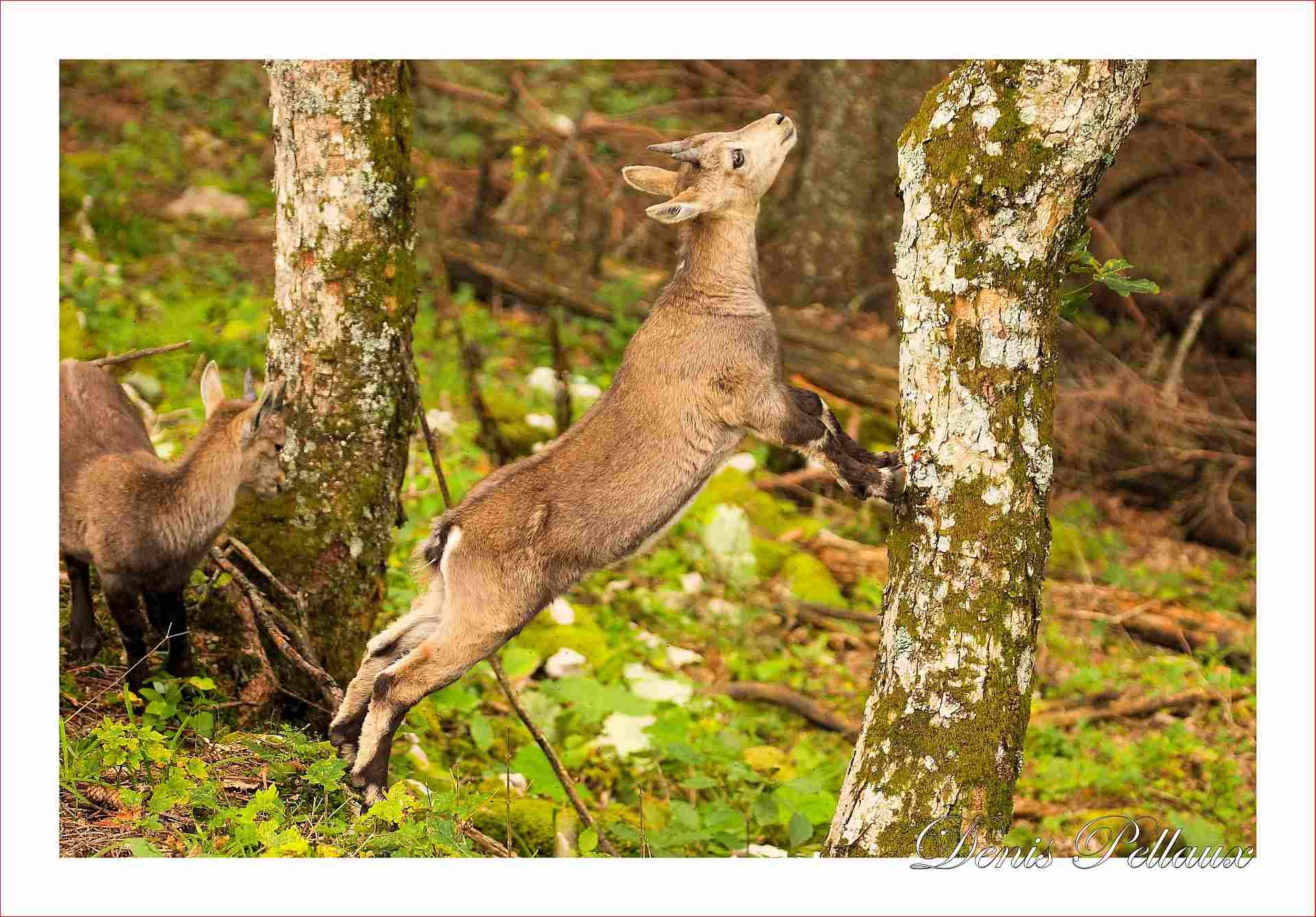 Jeune bouquetin vers le Creux-du-Van