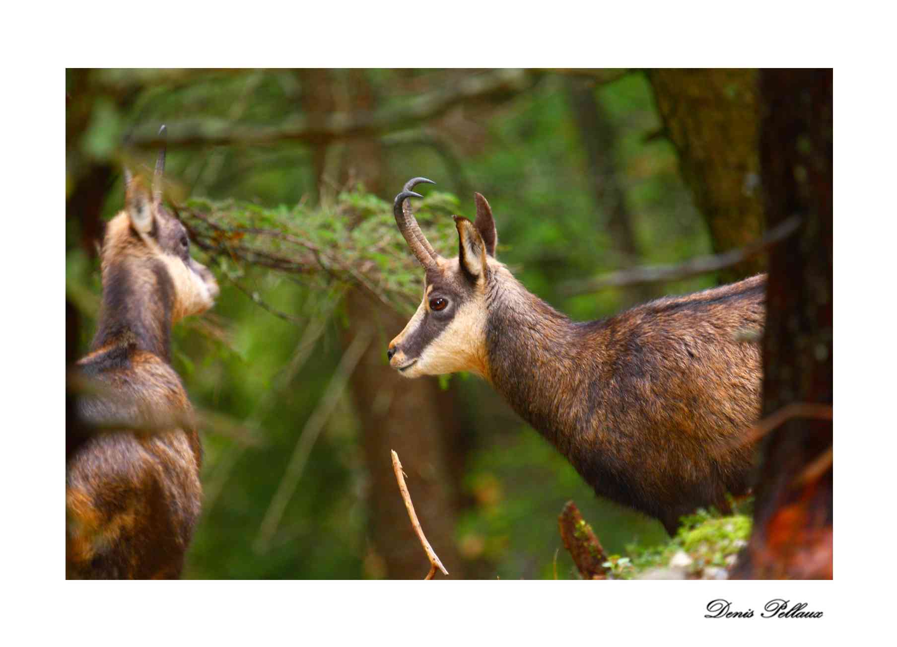 Chamois  Bevaix