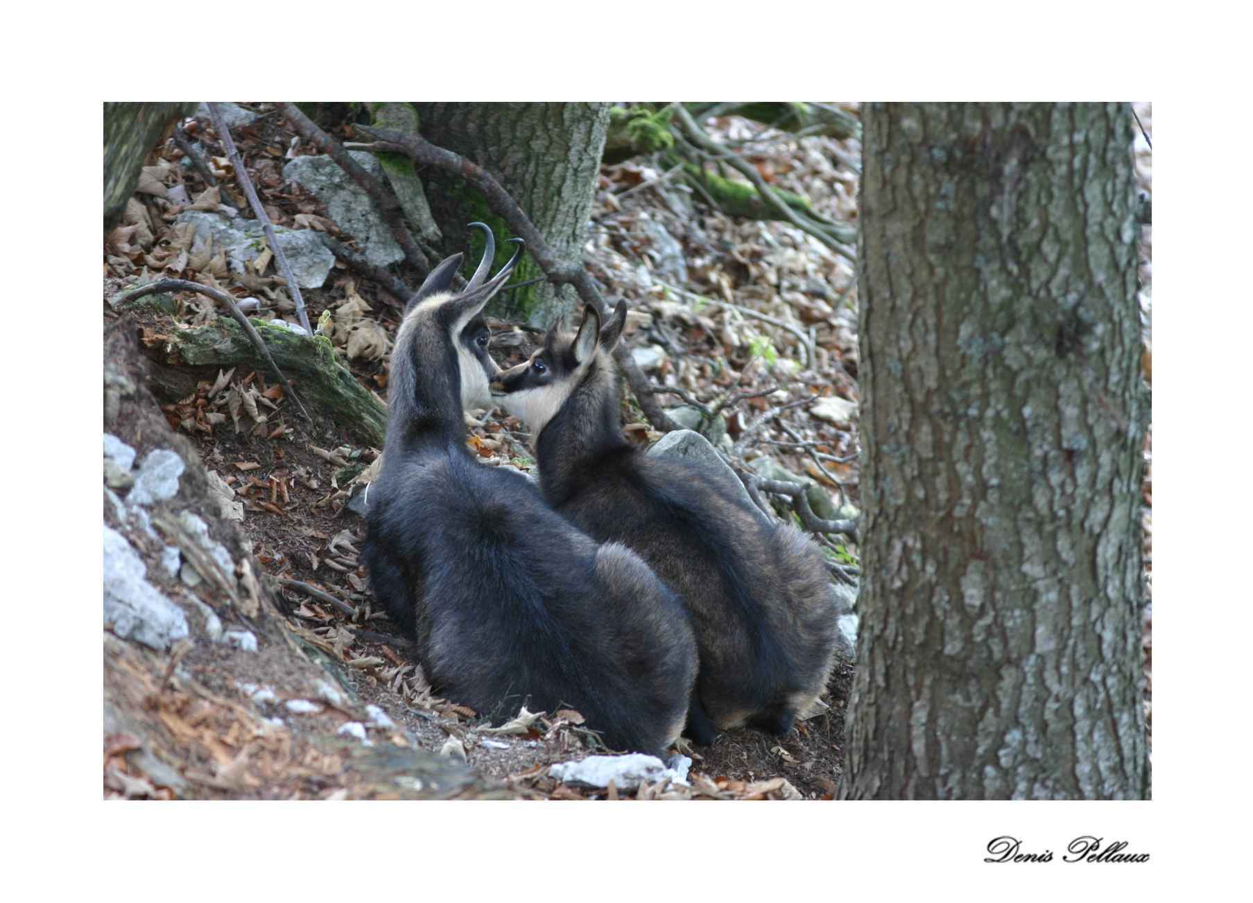 Mre chamois avec son jeune - Creux-du-Van