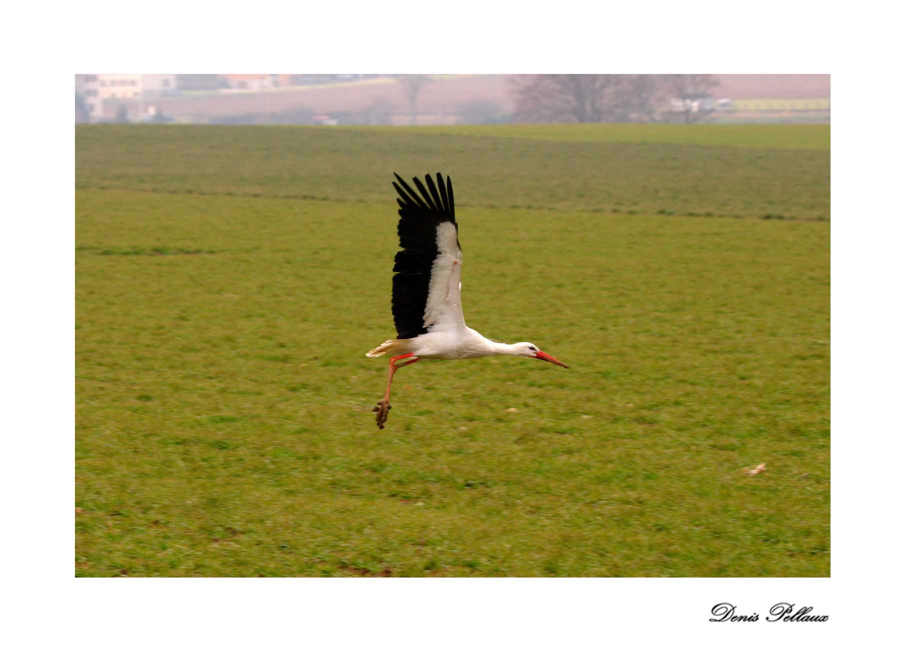 Cigogne au dcollage prs de Bevaix