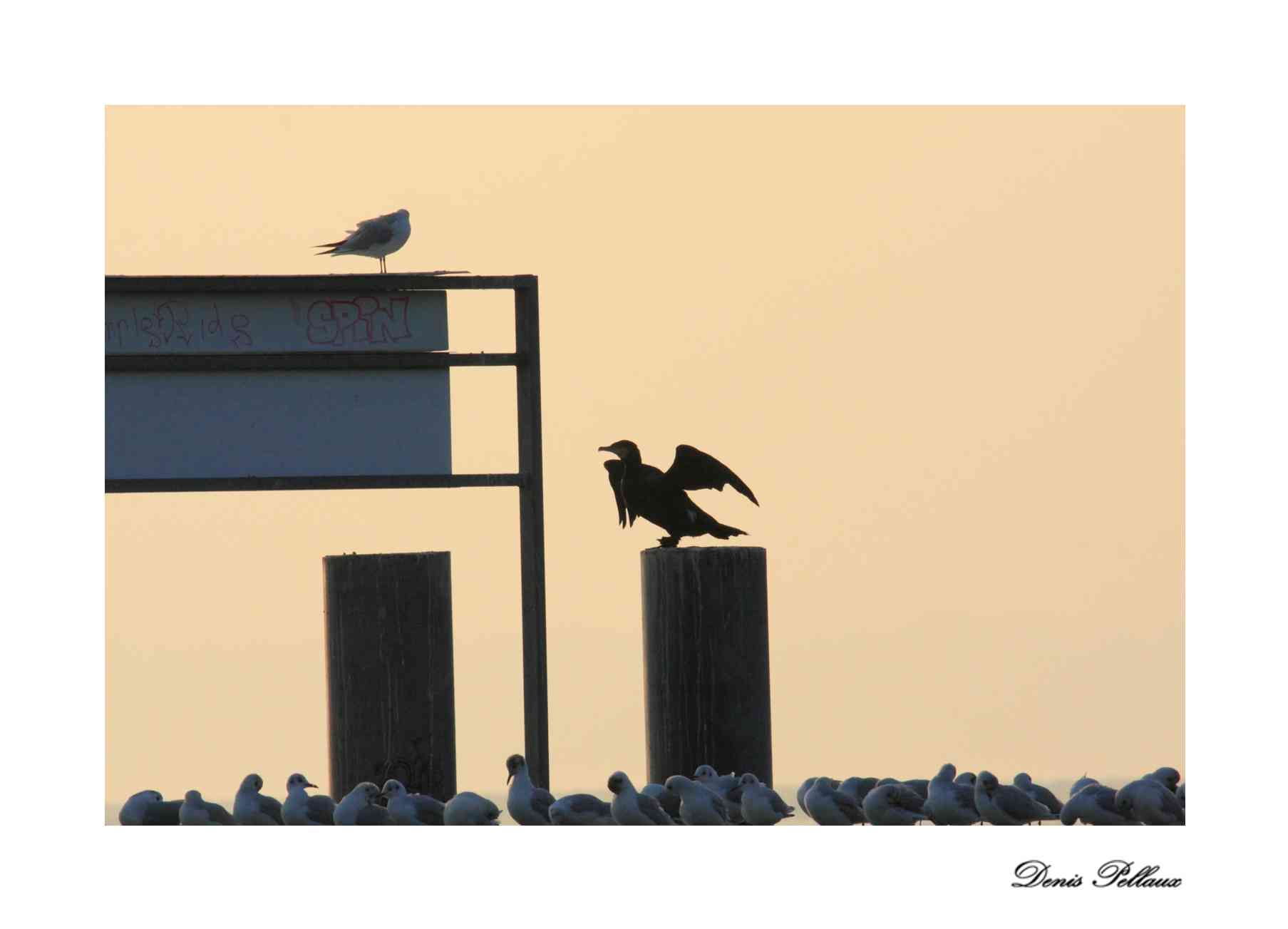 Cormoran au port de Bevaix