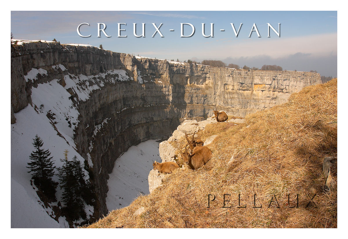 Bouquetins et Creux-du-Van