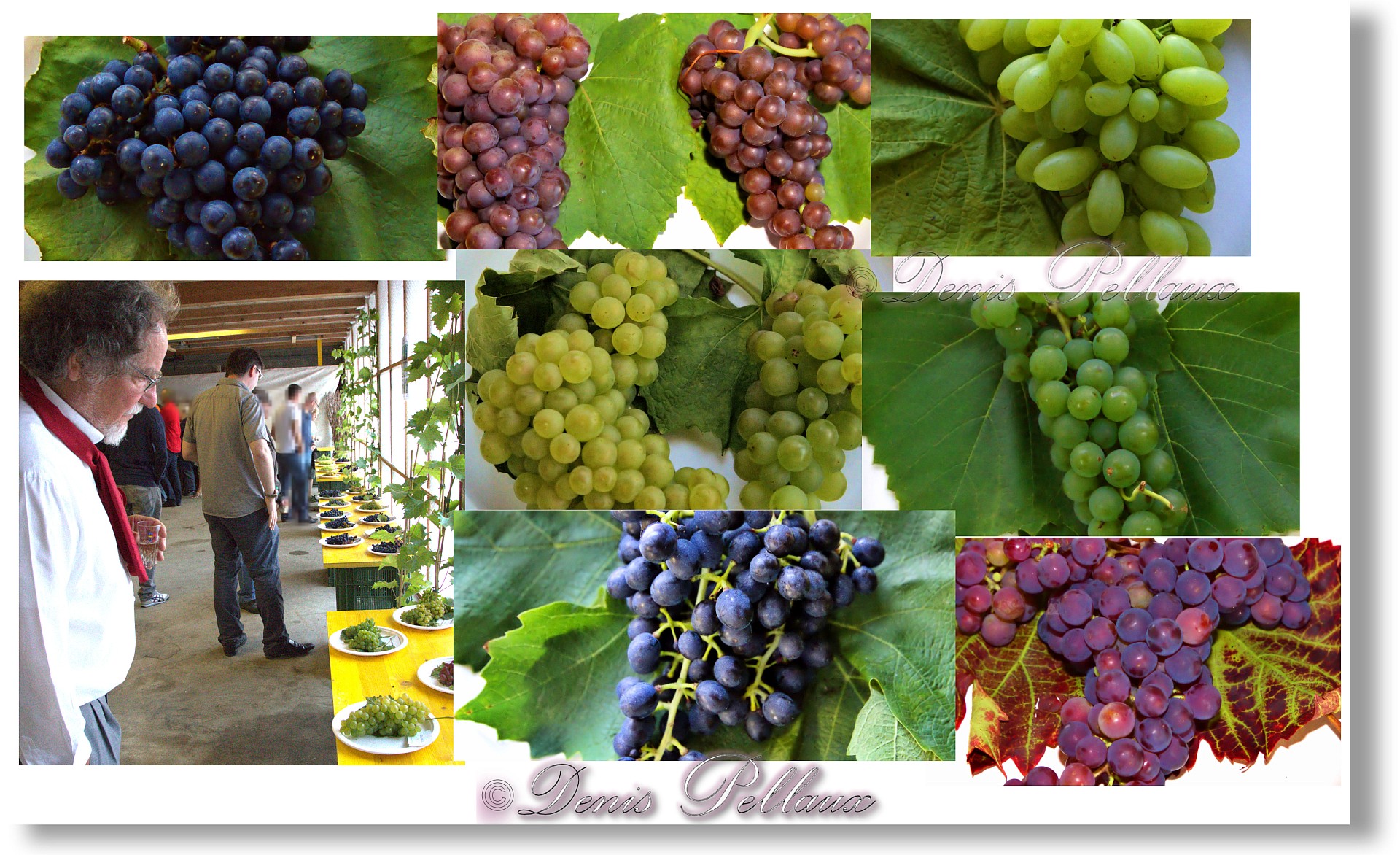 Grappes de raisin bevaisannes