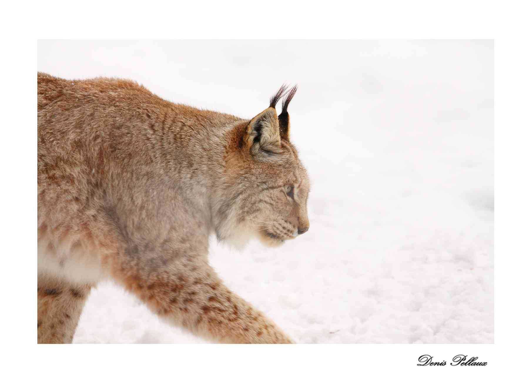 Le lynx