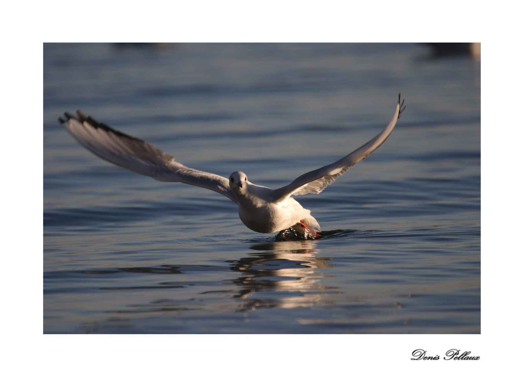 Mouette sur le lac de Neuchtel