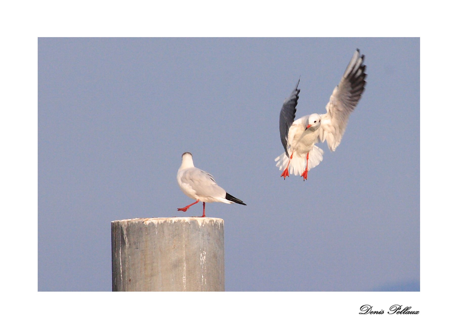 Mouettes - Dbarcadre de Bevaix