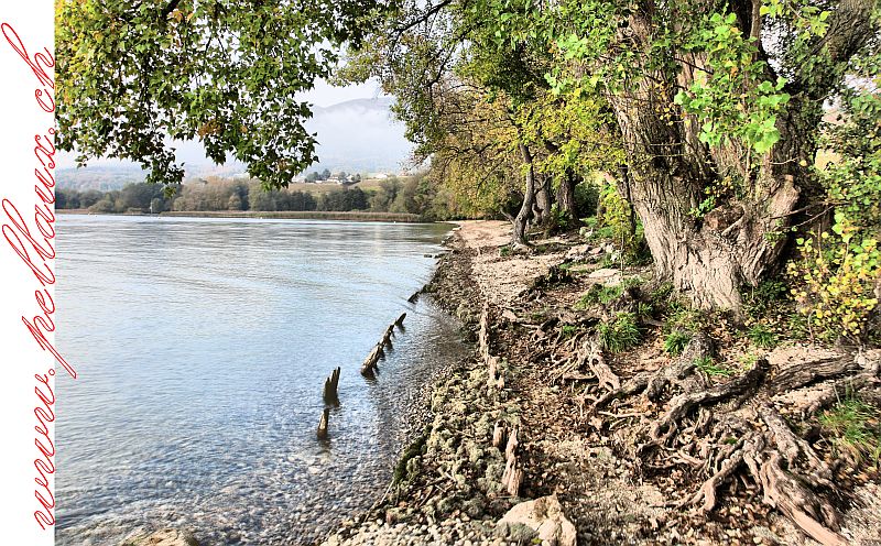 Peuplier de la Pointe-du-Grain. Bevaix